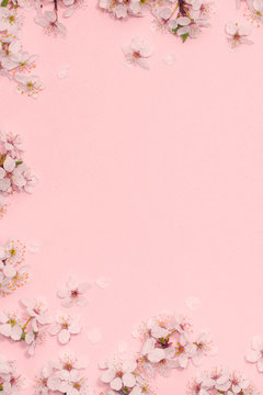Framework from spring cherry blossoms on pastel pink background. Flat lay. Copy space. Top view