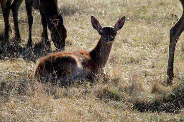 Roe deer, Animal, Pasture, Breitungen, Thuringia, Germany, Europe