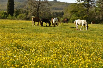 Cavalli nella natura 