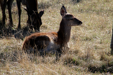 Roe deer, Animal, Pasture, Breitungen, Thuringia, Germany, Europe