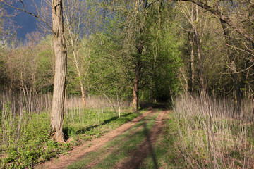 Spring or summer landscape with dramatic thunderstorms sky, green trees and path in the forest