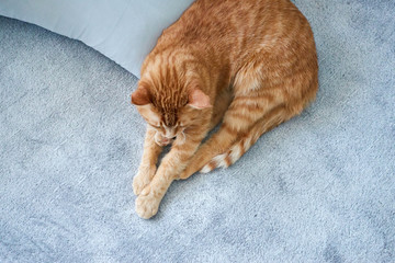 A cute lazy ginger tabby cat sleeps on a bed with gray blanket near the pillow. Unique relax or rest concept