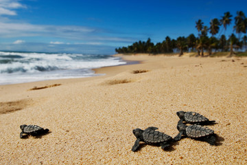 Fototapeta na wymiar Group of hatchling hawksbill sea turtle (Eretmochelys imbricata) crawling on the sand at the beach to the sea after leaving the nest at Bahia coast, Brazil, with coconut palm tree background