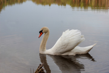 A beautiful white swan floats on the lake, A beautiful bird sits on the water, A swan in the middle of the river.