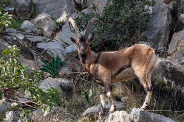 Wild Goat, Rocky Mountain Big horn Sheep male. 