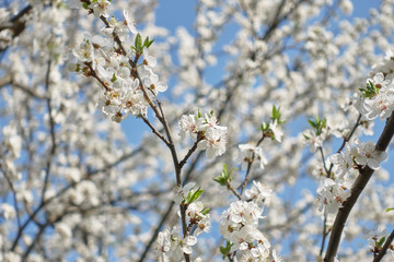 Obraz premium White spring tree with white flowers apricot blossom on a branch with blue sky and daily light background