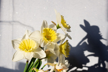 Yellow daffodils bouquet with shadow on blue wall