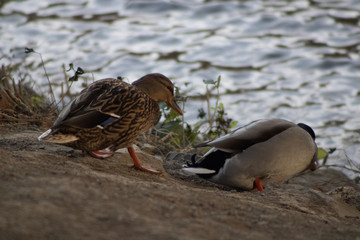 duck on the beach