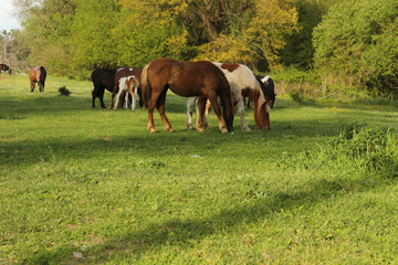 Cavalli nella natura 