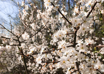 White spring flowers on a tree branch over light blue background, blossoming apple tree
