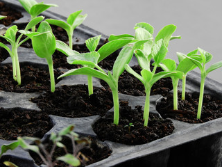 natural vegetable seedlings, agriculture and vegetable seedlings cultivation,