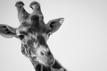 Obraz premium Solo Giraffe