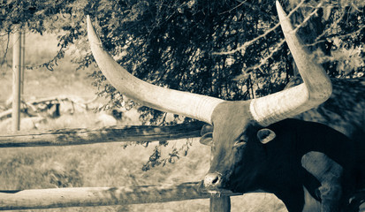 bull by a fence