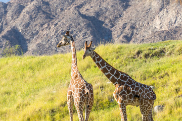 2 giraffe in the wild