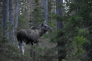 Moose in forest, Varmland, Sweden