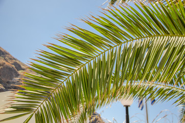 Fototapeta premium coconut palm tree 