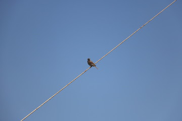 One bird on the wire