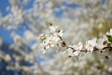 Spring time: apple tree branch blooms on a blue sky background. White flower blossoms on a background of blurred tree and sky. Concept of awake of the nature
