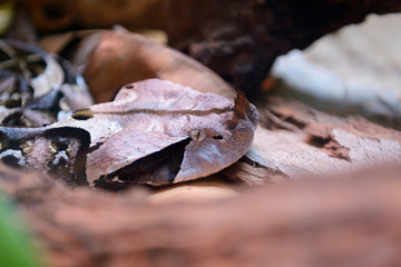 Fototapeta na wymiar A viper snake hides among the leaves