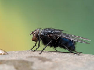 P1010081 side view of a blowfly, Calliphora vicina, resting on a stone cECP 2020