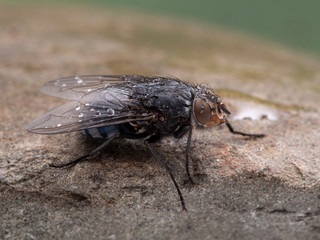 P1010092 side view of a blowfly, Calliphora vicina, resting on a wet stone cECP 2020