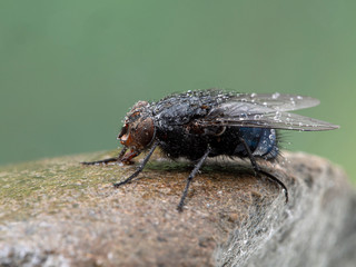 P1010099 side view of a blowfly, Calliphora vicina, covered in water drops cECP 2020