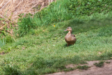 The duck swims on the pond