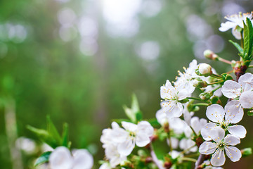 Sprig of prunus mahaleb closeup. abstract spring background, flowering trees