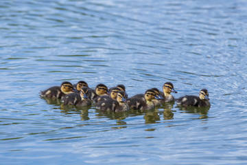 Little ducks swim in a group along the pond