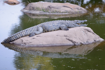 A large alligator is resting in the sun
