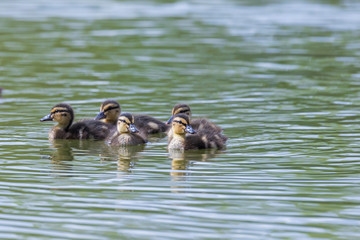 Little ducks swim in a group along the pond