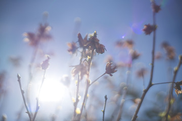 Blurred branches of bush on blue sky with sun backlight during spring time