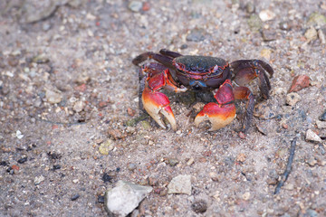 Red crab in the sand