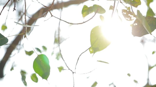 Closeup nature view of sunlight coming through the tree leaves of the bodhi tree