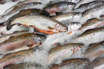 chilled whole carcasses of fresh salmon fish lie in ice on a market counter