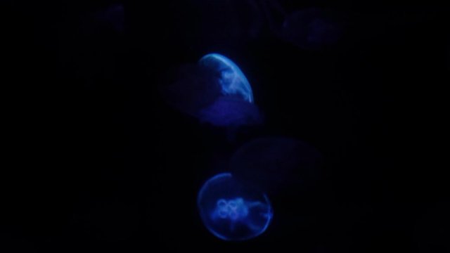 Slow motion relaxing view background of a glowing jellyfish