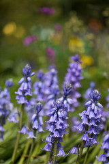 Fototapeta premium Bluebells in flower in spring in a garden, England, United Kingdom