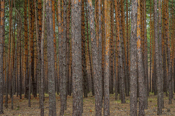 Forest of pine trees in early spring