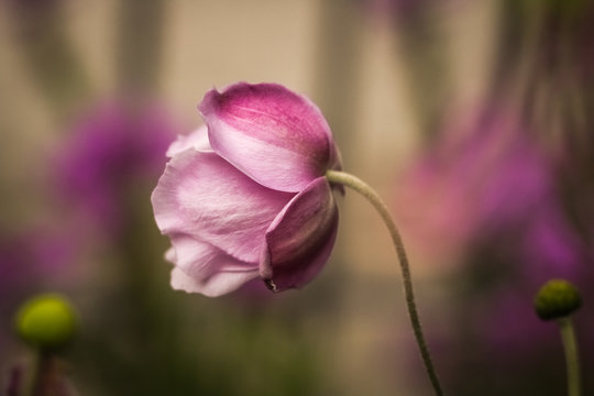 anemonas