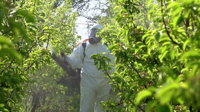 Farmer in Coveralls With Gas Mask Spraying Orchard With Atomizer Sprayer