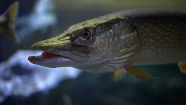 A large pike under water in an aquarium/reservoir opens and closes its mouth, close-up