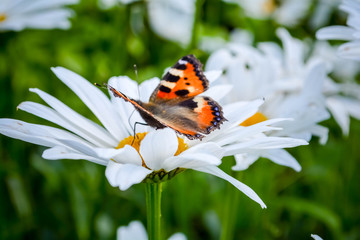 butterfly on a flower