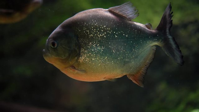 Piranha swims under water, moving slowly in the frame, close-up