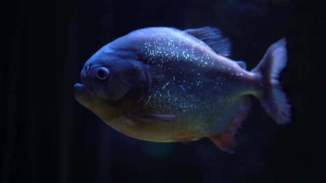 Piranha is under water, does not move, rarely moves its fins, dark blue background in the background, close-up