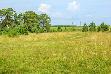 Wild field and pine trees against the sky