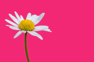 Eine blühende Margerite auf abstrakt pinkem Hintergrund.