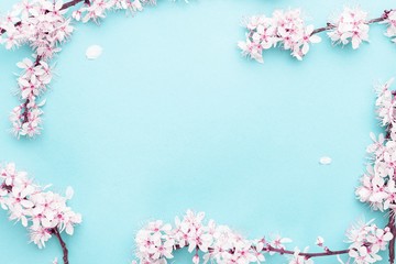 Sakura blossom flowers and may floral nature on blue background. For banner, branches of blossoming cherry against background. Dreamy romantic image, landscape panorama, copy space.