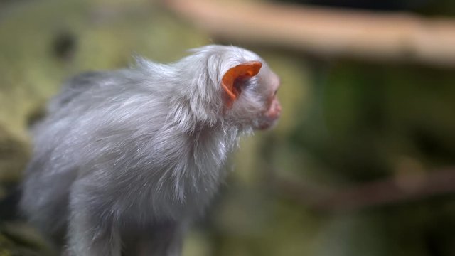 Silvery Marmoset sits on a rock and looks around, close-up, then jumps to the side and disappears from the frame