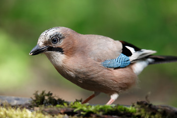 Jay, Garrulus glandarius, a solitary bird on a branch