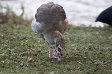 Egyptian Goose Feeding on Land